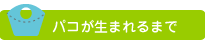 パコが生まれるまで